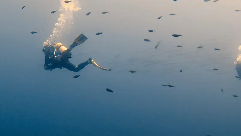 Unterwasserwelt rund um Hyères, Frankreich